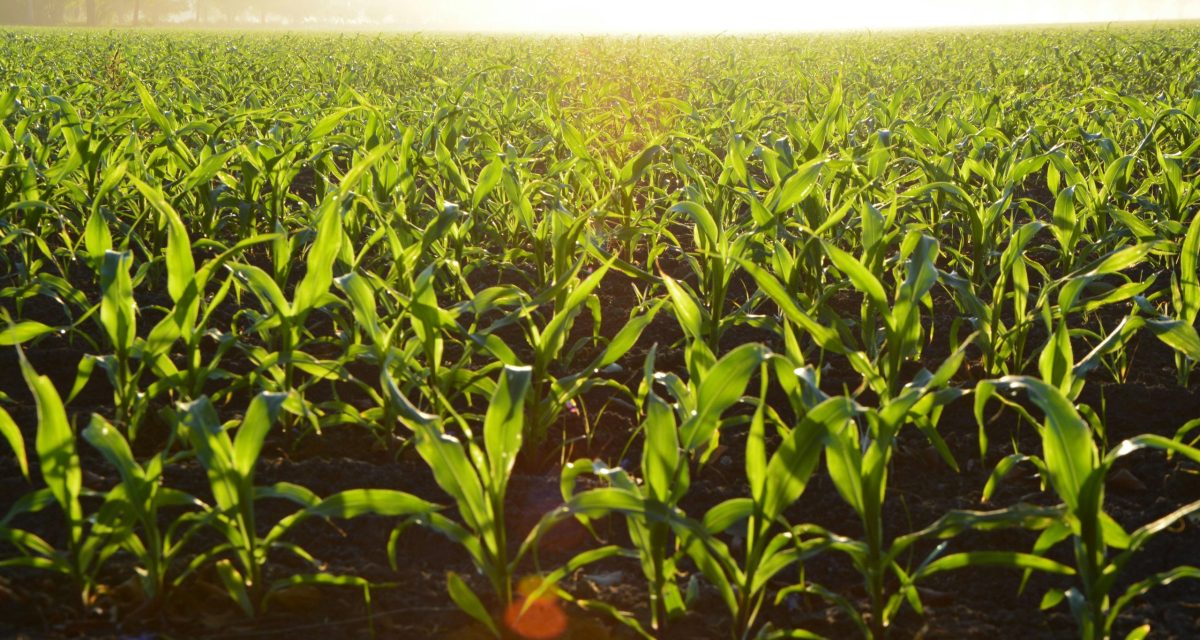Lush cornfield illuminated by the golden morning sun, showcasing growth and vitality.
